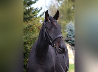 Anglo-Arabo, Castrone, 4 Anni, 162 cm, Baio nero