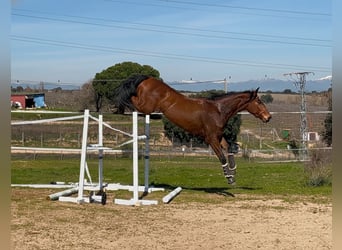 Anglo-Arabo, Castrone, 4 Anni, 165 cm, Baio