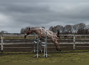 Anglo-Arabo Mix, Castrone, 4 Anni, 165 cm, Leopard
