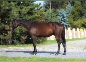 Anglo-Arabo, Castrone, 4 Anni, 168 cm, Baio scuro