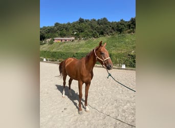 Anglo-Arabo, Castrone, 4 Anni, Sauro