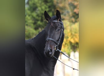 Anglo-Arabo, Castrone, 5 Anni, 162 cm, Baio nero