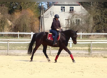 Anglo-Arabo, Castrone, 5 Anni, 163 cm, Baio nero