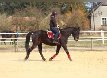 Anglo-Arabo, Castrone, 5 Anni, 163 cm, Baio nero