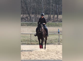 Anglo-Arabo, Castrone, 5 Anni, 163 cm, Baio nero