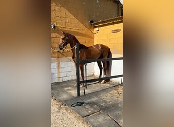 Anglo-Arabo, Castrone, 5 Anni, 164 cm, Sauro scuro