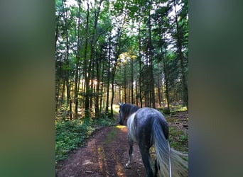 Anglo-Arabo, Castrone, 6 Anni, 147 cm, Grigio