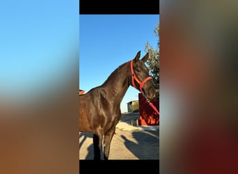 Anglo-Arabo Mix, Castrone, 6 Anni, 163 cm, Morello