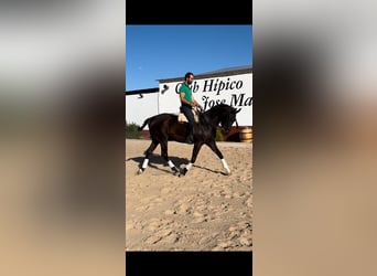 Anglo-Arabo Mix, Castrone, 6 Anni, 163 cm, Morello