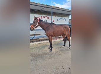 Anglo-Arabo, Castrone, 6 Anni, 165 cm, Baio