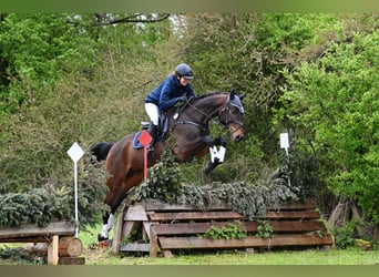 Anglo-Arabo, Castrone, 6 Anni, 172 cm, Baio scuro