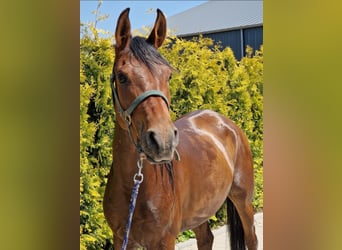 Anglo-Arabo, Castrone, 7 Anni, 153 cm, Baio