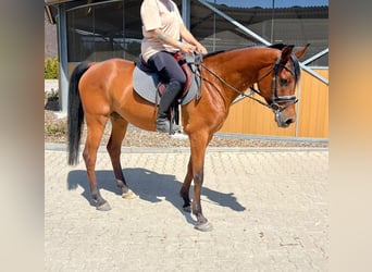 Anglo-Arabo, Castrone, 7 Anni, 153 cm, Baio