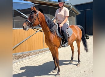Anglo-Arabo, Castrone, 7 Anni, 153 cm, Baio