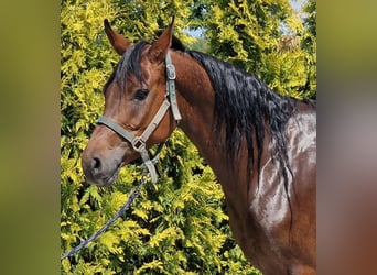 Anglo-Arabo, Castrone, 7 Anni, 153 cm, Baio