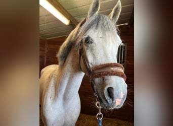 Anglo-Arabo, Castrone, 8 Anni, 148 cm, Grigio pezzato