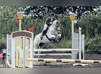 Anglo-Arabo, Castrone, 8 Anni, 164 cm, Pezzato