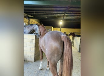 Anglo-Arabo Mix, Castrone, 8 Anni, 165 cm, Overo-tutti i colori