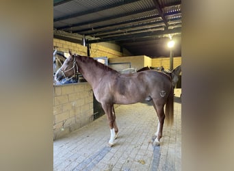 Anglo-Arabo Mix, Castrone, 8 Anni, 165 cm, Overo-tutti i colori