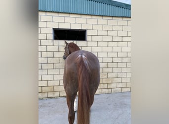 Anglo-Arabo Mix, Castrone, 8 Anni, 165 cm, Overo-tutti i colori