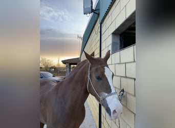 Anglo-Arabo Mix, Castrone, 8 Anni, 165 cm, Overo-tutti i colori
