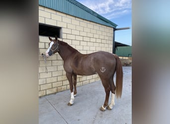 Anglo-Arabo Mix, Castrone, 8 Anni, 165 cm, Overo-tutti i colori
