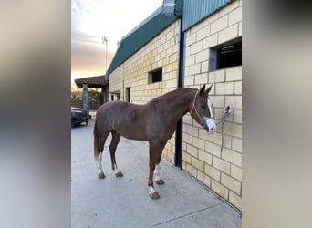 Anglo-Arabo Mix, Castrone, 8 Anni, 165 cm, Overo-tutti i colori