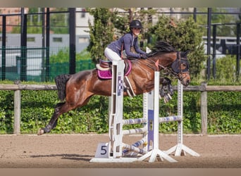 Anglo-Arabo, Castrone, 8 Anni, 168 cm, Baio