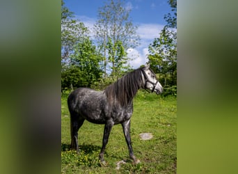Anglo-Arabo, Castrone, 9 Anni, 160 cm, Può diventare grigio