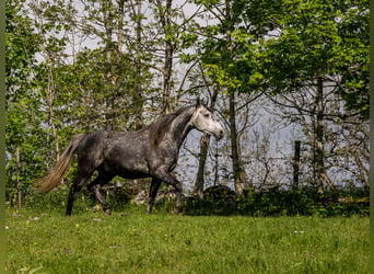 Anglo-Arabo, Castrone, 9 Anni, 160 cm, Può diventare grigio
