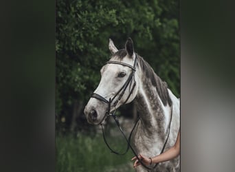 Anglo-Arabo, Castrone, 9 Anni, 170 cm, Grigio pezzato