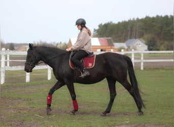 Anglo-Arabo, Giumenta, 11 Anni, 164 cm, Morello