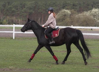 Anglo-Arabo, Giumenta, 11 Anni, 164 cm, Morello