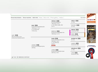 Anglo-Arabo, Giumenta, 11 Anni, 164 cm, Morello