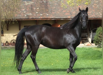 Anglo-Arabo, Giumenta, 11 Anni, 164 cm, Morello