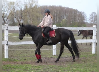 Anglo-Arabo, Giumenta, 11 Anni, 164 cm, Morello