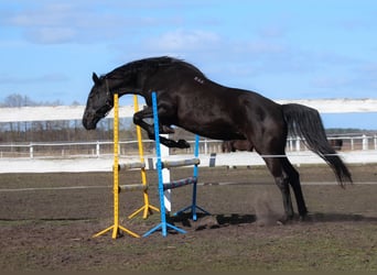 Anglo-Arabo, Giumenta, 11 Anni, 164 cm, Morello