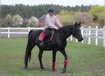 Anglo-Arabo, Giumenta, 11 Anni, 164 cm, Morello