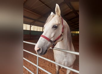 Anglo-Arabo Mix, Giumenta, 13 Anni, 160 cm, Falbo baio