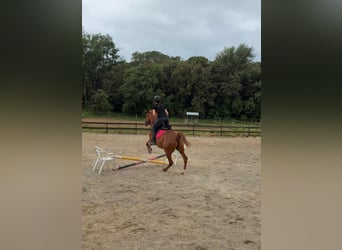 Anglo-Arabo, Giumenta, 14 Anni, 155 cm, Sauro