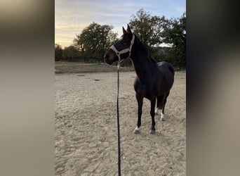 Anglo-Arabo, Giumenta, 14 Anni, 163 cm, Baio