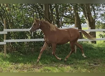 Anglo-Arabo, Giumenta, 1 Anno, 160 cm, Sauro