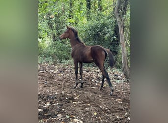 Anglo-Arabo, Giumenta, 1 Anno, Baio