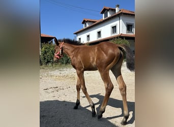 Anglo-Arabo, Giumenta, 1 Anno, Baio