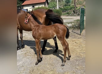 Anglo-Arabo, Giumenta, 1 Anno, Baio