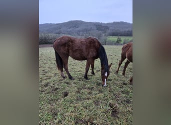 Anglo-Arabo, Giumenta, 2 Anni, 165 cm, Baio