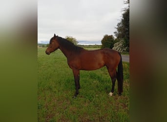 Anglo-Arabo, Giumenta, 3 Anni, 161 cm, Baio nero