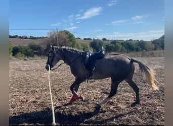 Anglo-Arabo, Giumenta, 5 Anni, 160 cm, Grigio