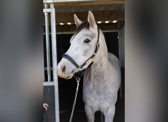 Anglo-Arabo, Giumenta, 6 Anni, 163 cm, Falbo baio
