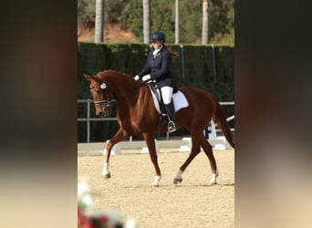 Anglo-Arabo, Giumenta, 7 Anni, Sauro